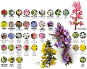 las 38-flores-de-bach