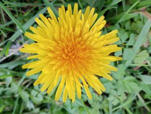 Diente de león primavera
