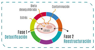 Detoxificación y regeneración celular